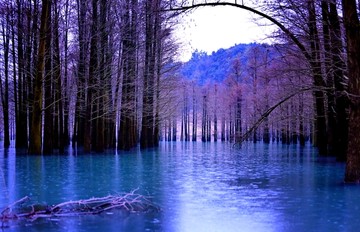 水杉林