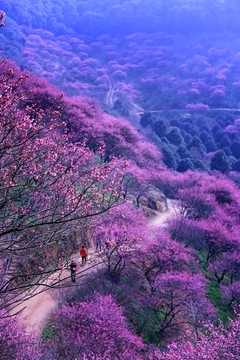 新建红梅