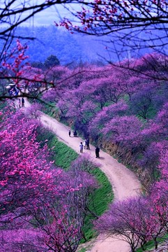 红梅花海