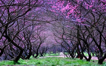 红梅花海
