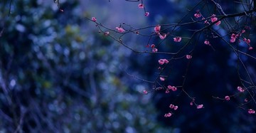 红梅花开