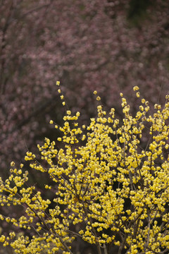 黄色梅花