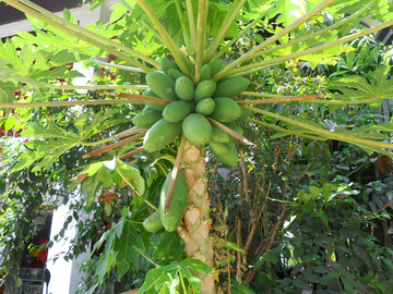 热带果树上的木瓜果实