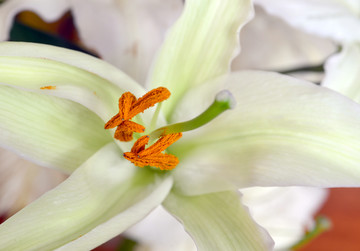 百合花蕊