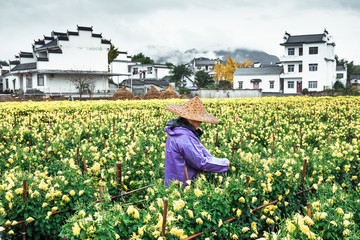 皇菊采摘