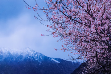 西藏雪山桃花