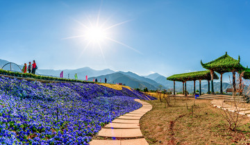 米易新山花海风光