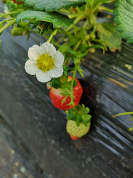 熟透的草莓与花