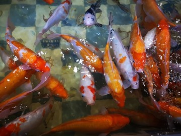 鱼