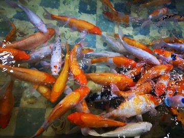 鱼