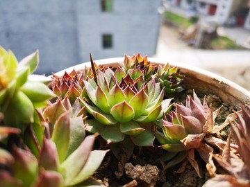 多肉植物