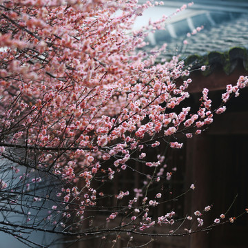 院子里梅花