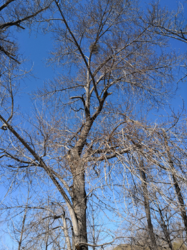 蓝天下的枯树