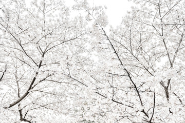 樱花