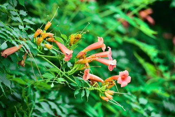 凌霄花儿开