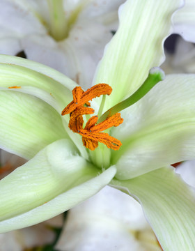 百合花特写