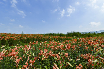 百合花花海