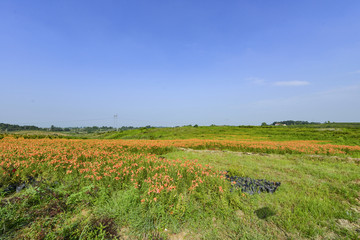 百合花花海