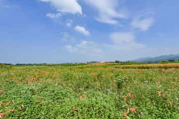 百合花花海