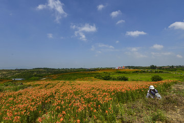 百合花花海