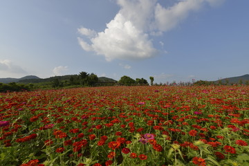 蓝天白云百合花