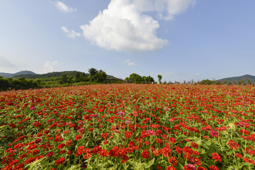 蓝天白云百合花