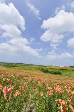 蓝天白云百合花