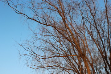 天空中的树枝