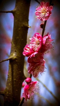 红梅花开