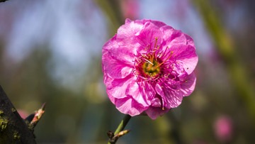红梅花开