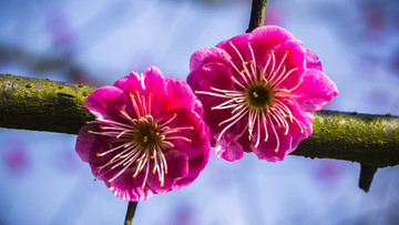 红梅花开