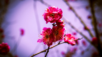 春梅