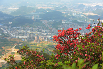 贵州丹寨龙泉山杜鹃花