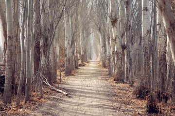 幽静清新的林间小路