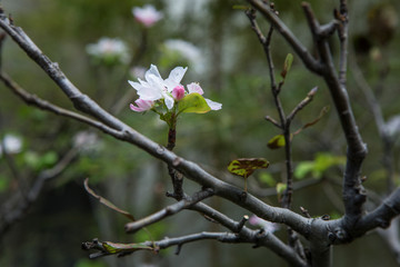 梨花