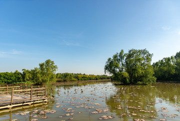 湿地一景