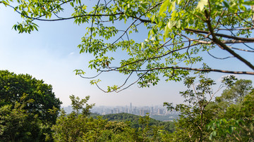 白云山上透过树木俯视广州城