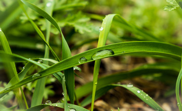 雨后小草