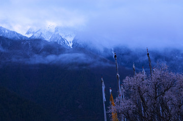 西藏雪山桃花