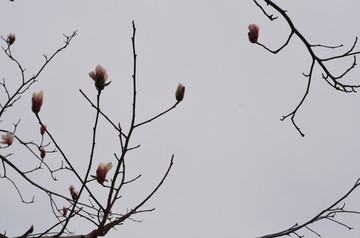 玉兰花枝