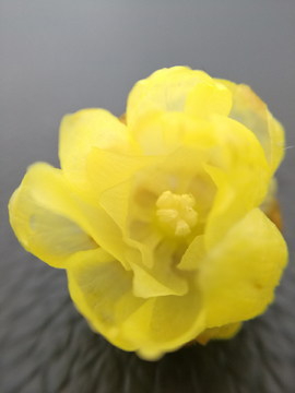 腊梅花