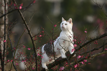 小花猫爬树