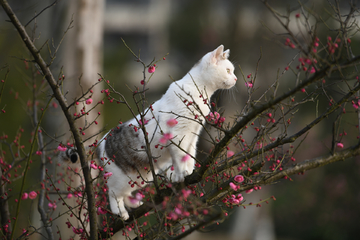 花猫上树