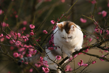 花猫上树