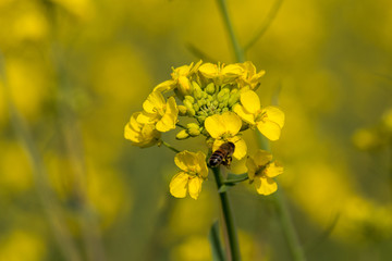 油菜花