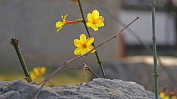 迎春花