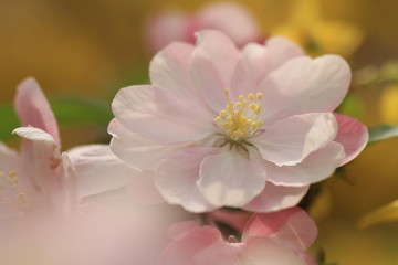 海棠花特写