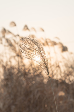 夕阳下的芦苇