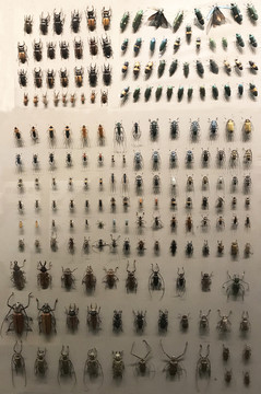 昆虫标本