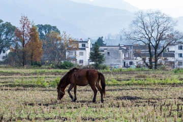 卢村